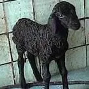 Karakul