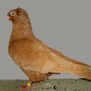Szegediner Highflier