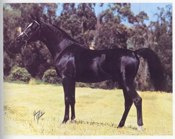 Malabar Sheik