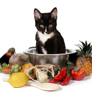 Homemade Diets and Commercial Raw Meat Products