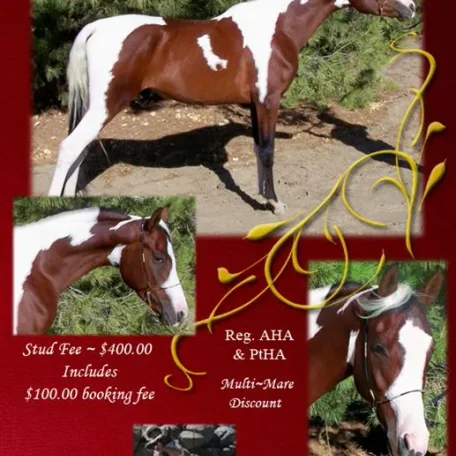TDR Noavas VictryDance ~ Stud ad for 2013