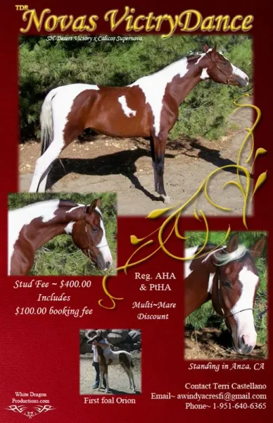 TDR Noavas VictryDance ~ Stud ad for 2013