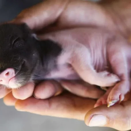 Pot Belly Pigs make Perfect Pets!