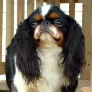 English Toy Spaniel