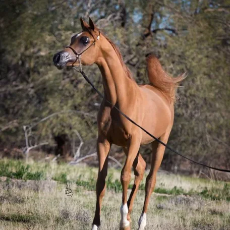Titan AS El Nabila B × Om El Beladeena
2012 Chestnut
2014 Arabian Breeders World Cup Supreme BRONZE Junior Stallion with Sandro Pinha
2013 Arabian Breeders World Cup Supreme BRONZE Yearling Colt with Sandro Pinha