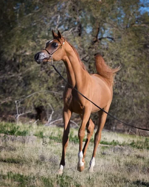 Titan AS El Nabila B × Om El Beladeena
2012 Chestnut
2014 Arabian Breeders World Cup Supreme BRONZE Junior Stallion with Sandro Pinha
2013 Arabian Breeders World Cup Supreme BRONZE Yearling Colt with Sandro Pinha