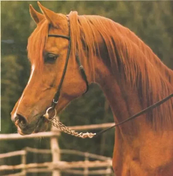 Shaker el Masri (Morafic x Zebeda)