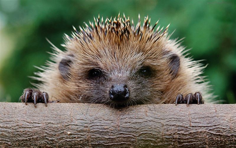 Do Hedgehogs Make Good Pets?