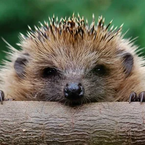 Do Hedgehogs Make Good Pets?