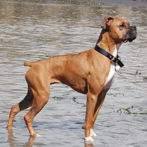 Boxer - # 8 Favorite Breed
