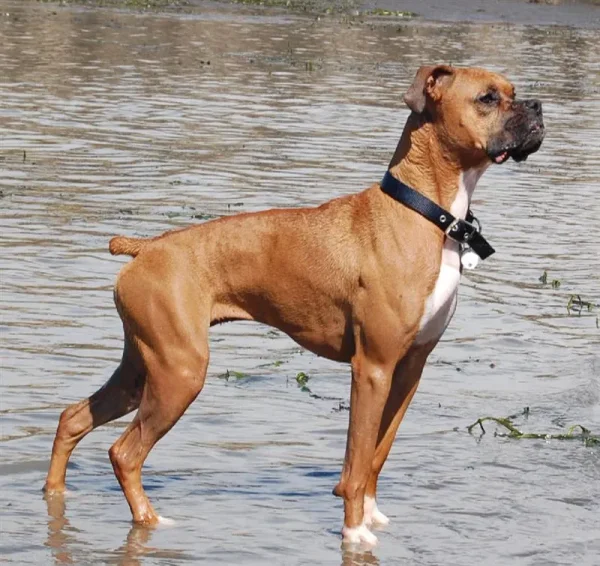 Square-jawed and muscular, the Boxer is the George Clooney of the dog world, a hunk with a sense of humor and an underlying sweetness.