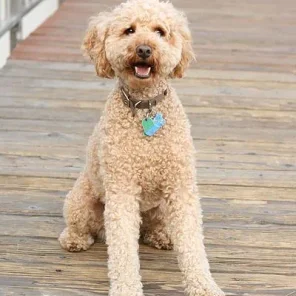 Labradoodle (Designer Dog)