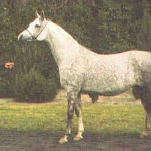 PLISZKA