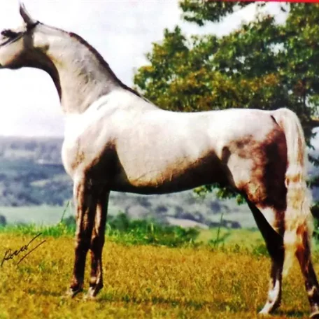 Don El Chall (*Prichal x AF Donana)
