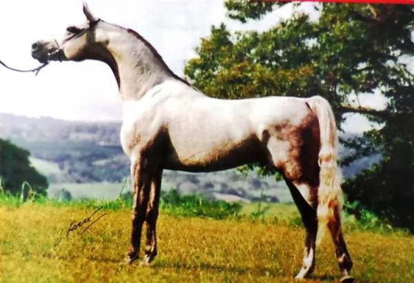 Don El Chall (*Prichal x AF Donana)