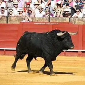 Toro de Lidia