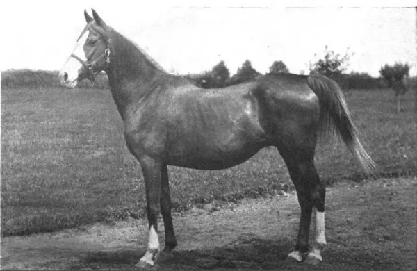 ROSE OF SHARON (Hadban x Rodania by Kehilan Ajuz of Ibn Rodan)
