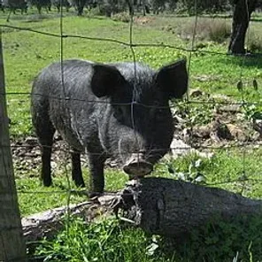Iberian