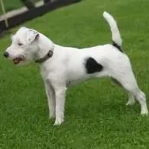 Parson Russell Terrier