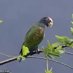 White-crowned Pionus