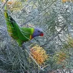 Meek's Lorikeet