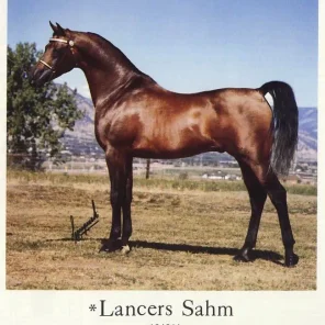 LANCERS SAHM
