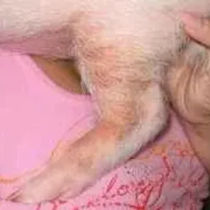 Miniature Pig Health Care