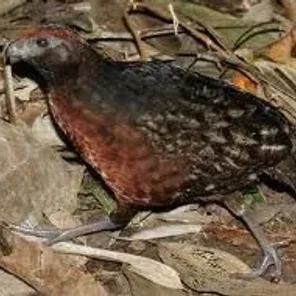 Black-eared Wood Quail