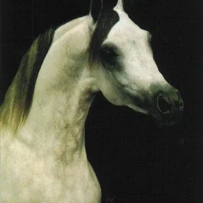 AK EL MAALOUF