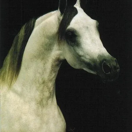 
          Photo by Luxemere Arabians
        
