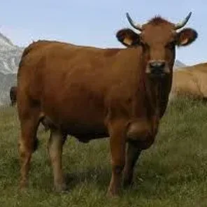 Tarentaise