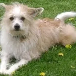 Fo-Chon (Designer Dog)