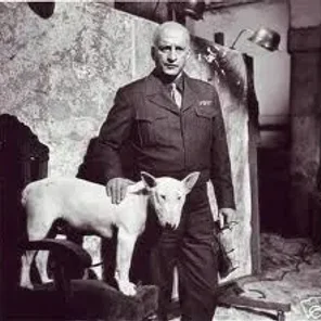 Patton Terrier (Designer Dog)
