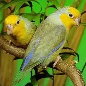 Yellow-faced Parrotlet