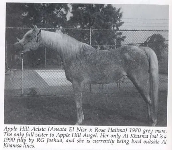 Apple Hill Aclsic
