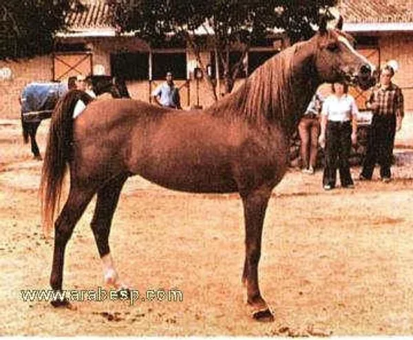 Motamid 1972 Arabian Stallion.