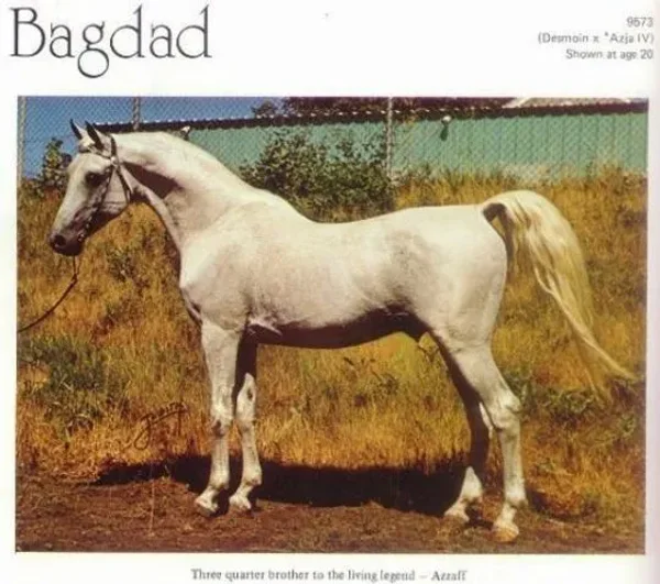 BAGDAD
