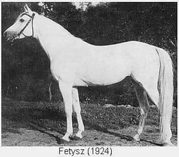 FETYSZ