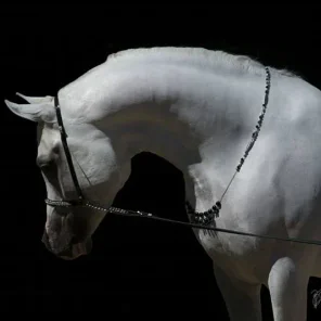 SI Prince Ali Shiraz