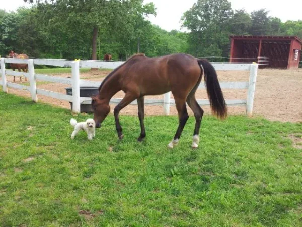 Obie with Jay Jay