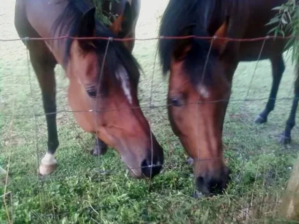 ellie on left lacey on right
