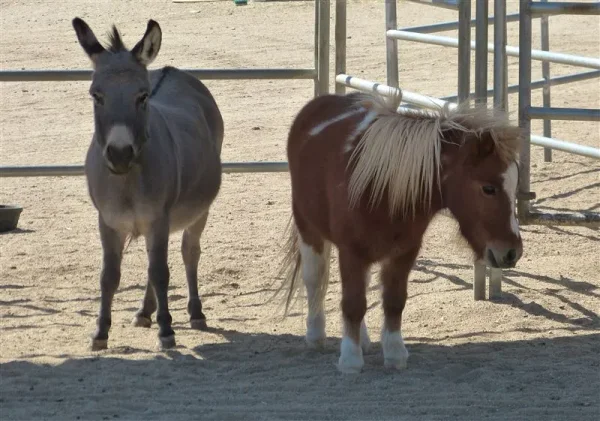 Honkey Donkey's Mr. Meade
