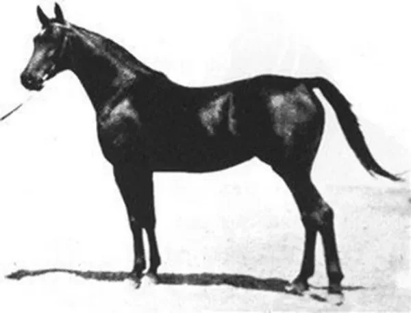 Bint Sabah
