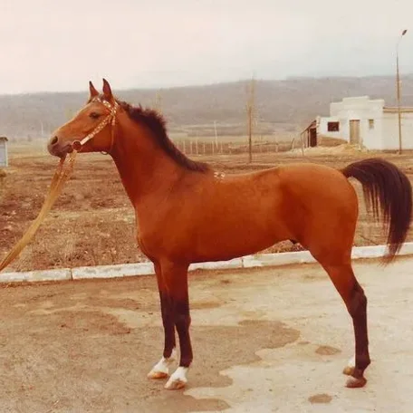 NAFTALIN