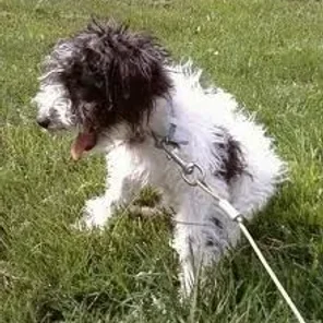Wire-Poo (Designer Dog)