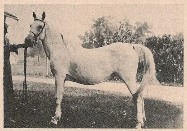 Dahura 1909 Arabian Mare.