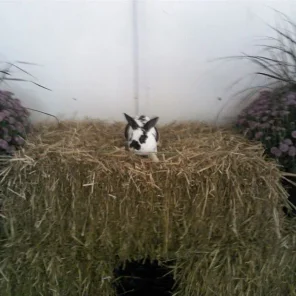 Breaking Dawn's Spot