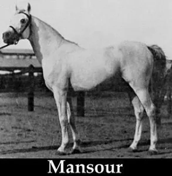 MANSOUR