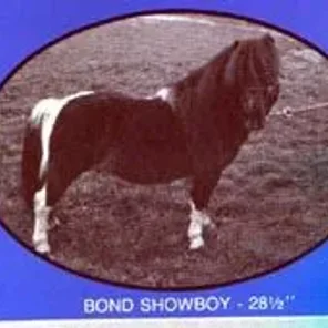 Bond Showboy