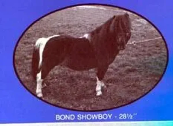 Bond Showboy
